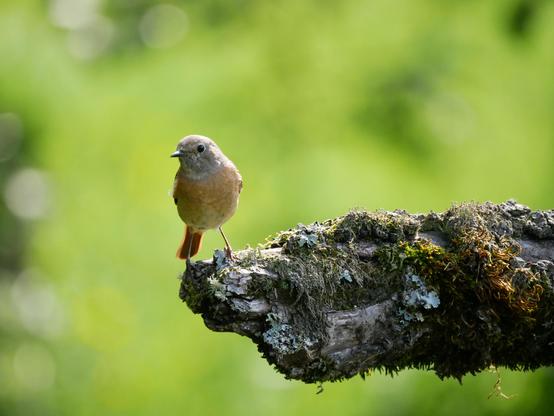 Foto eines kleinen Vogels, der am Rande eines moosüberwucherten Asts steht, der vom rechten Rand nach links ins Bild kommt. Der Vogel hat einen hell-orangen Bauch und einen leuchtend-orangen Schwanz. Er steht Richtung Kamera und sieht nach rechts. Im Hintergrund ist unscharf-diffus nur Grün.