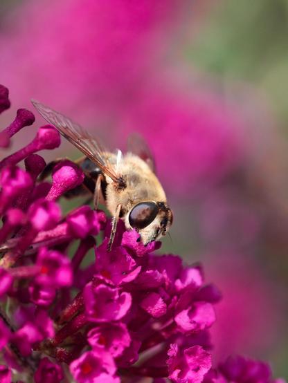Stonefly in blossoms