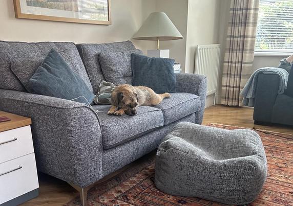 My dog Nell lies on the sofa