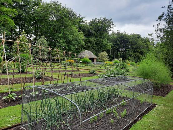 Allotments and garden shed