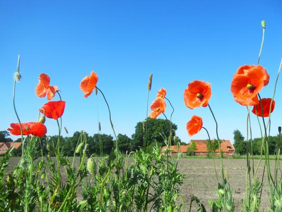 Zehn Mohnblumen vor blauem Himmel. Unterhalb frisch gepflügter Acker, in der Ferne zwei Höfe und Bäume.