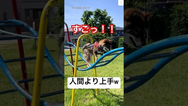 凄い運動神経‼️遊具の上を歩く柴犬🐶　#柴犬　#犬　#犬のいる暮らし #柴犬のいる暮らし #公園 #遊具