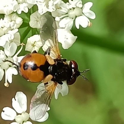 auf winzigen weißen blüten sitzt eine kleine fliege mit seitlich weggestreckten transparenten flügeln, deren enden abgerundet sind und ansätze gelblich. der thorax ist schwarz und schmaler als der kopf, der fast nur aus den großen weinroten facettenaugen besteht. das auffälligste merkmal des tieres ist aber der hinterleib, der ist orange, kugelrund und zeigt eine reihe schwarzer punkte entlang der mittellinie. das sieht auf den ersten blick schon sehr nach (übelschmeckendem) marienkäfer aus