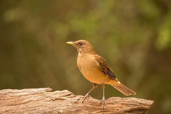 A small brown bird perches on a piece of weathered wood, its sharp beak and alert eyes turned slightly to the side. The background is a soft blur of green and brown tones, suggesting a natural and serene environment. Photography by Debra Martz