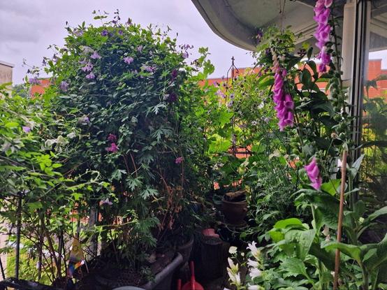 Balkonien im Sommerlook, viele Pflanzen und Blüten