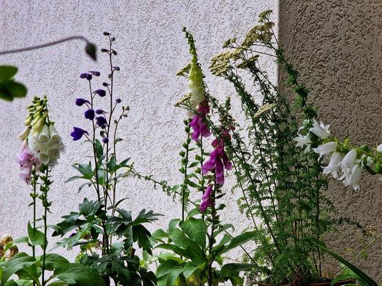 Digitalis purpurea alba und in rosa, Rittersporn blau (Weis nicht welche Sorte, säht sich selbst aus), Schafgarbe - Achillea nobilis, Campanula latifolia - Waldglockenblume alba,