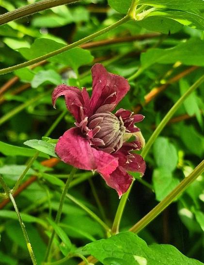 Clematis viticella 'Purpurea Plena Elegans'