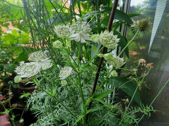 Astrantia major und im Hintergrund Scabiose