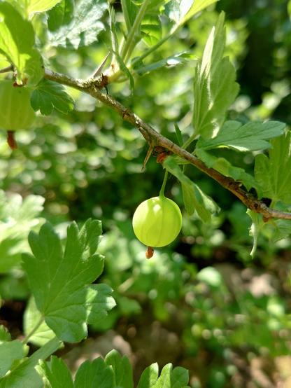 In der Mitte des Bildes ist eine einzelne Stachelbeere zu sehen, umgeben von grünen Blättern. Durch die Sonneneinstrahlung liegt alles im Spiel von Licht und Schatten.