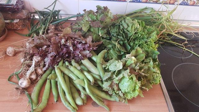 Contenido de la cesta de la semana sobre una encimera de cocina.
A la izquierda hay cebolletas. Delante, en el centro, habas. Al fondo se ven los ajetes. Y por el centro y el lado derecho, las diferentes lechugas.