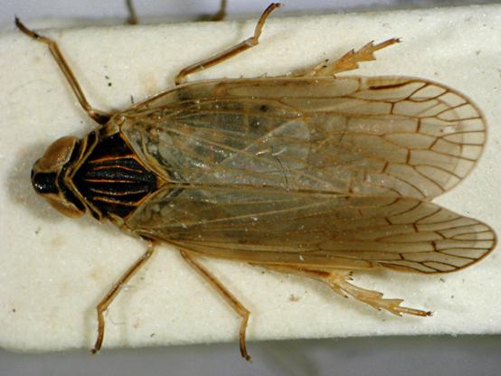 Die Schilf-Glasflügelzikade (Pentastiridius leporinus) überträgt die Pflanzenkrankheit Stolbur, die Kartoffeln, Zuckerrüben und Zwiebeln schwer schädigen kann. Nahaufnahme eines präparierten Insekts mit durchsichtigen Flügeln.

The planthopper Pentastiridius leporinus, known as the reed glasswing planthopper, transmits stolbur disease, which severely affects potatoes, sugar beets, and onions. Close-up of a preserved insect with translucent wings.

Bild by Michael F. Schönitzer, CC BY-SA 4.0, https://commons.wikimedia.org/w/index.php?curid=5143314