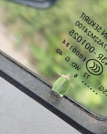 Ein grüner Eichenwickler sitzt im Auto am Fenster.