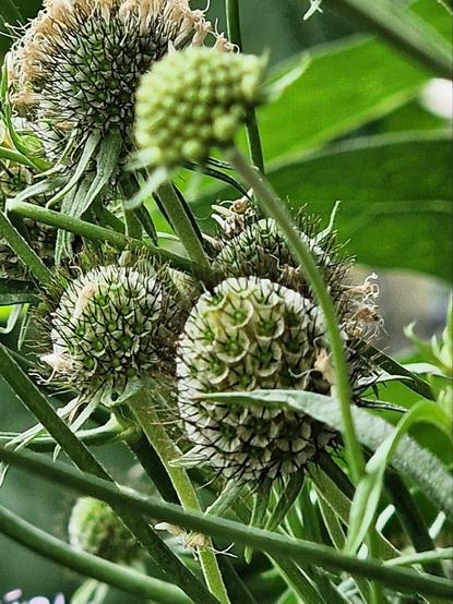 Abgeblühte Scabiosen