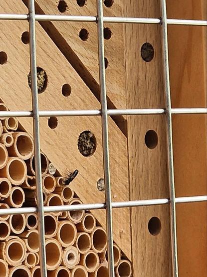 Neue Insekten Nisthilfe aufgestellt, schon bezogen. Mehrere, unterschiedlich grosse Löcher sind verklebt.