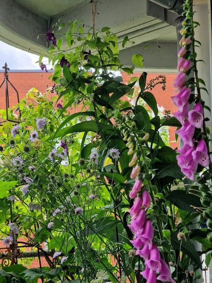 Digitalis im Vordergrund und viele weitere Pflanzen im Hintergrund
