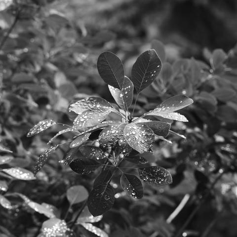 A black and white photo of garden leaves with drops of rain on them.