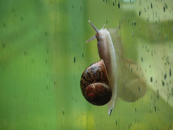 A garden snail / common snail (Cornu aspersum) climbing upwards on a glass window. A few raindrops speckle the glass. The photo is taken with a narrow depth of field and the background, seen through the glass, is a solid wall of green.
