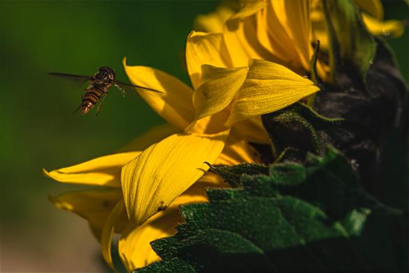 Schwebfliege im Anflug auf eine Sonnenblume...
