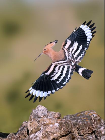 𝗣𝗶𝗰𝘁𝘂𝗿𝗲 𝗗𝗲𝘀𝗰𝗿𝗶𝗽𝘁𝗶𝗼𝗻 (𝗘𝗻𝗴): A hoopoe taking flight from a pile of stones, spinning in the air to reach altitude, providing a beautiful image with its wings fully spread.

𝗗𝗲𝘀𝗰𝗿𝗶𝗽𝗰𝗶𝗼́𝗻 (𝗘𝘀𝗽): Abubilla alzando el vuelo desde un majano de piedras, está girando contra el aire para alcanzar altura lo que permite ofrecer una bonita imagen con sus alas completamente extendidas.