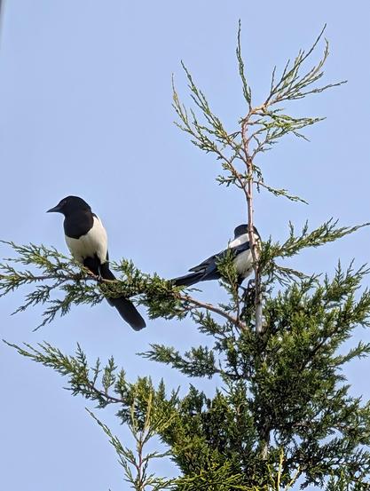 Zwei Elstern sitzen in der Spitze einer Thuja. Eine schaut auf mich herunter, eine andere sitzt mit der Seite zum Betrachter und schaut in die andere Richtung.
Der Himmel ist fahlblau.