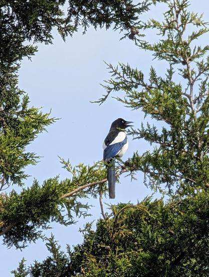 Eine Elster sitzt auf einem Zweig in der Thuja und wird rundum von anderen Zweigen eingefasst. Sie sitzt mit dem Rücken zum Betrachter und hat den Kopf nach rechts gedreht. Der Schnabel ist offen weil sie nach ihren ArtgenossInnen ruft.
Auf dem Foto sieht man ihre blauschwarz schimmernden Flügelfedern ganz gut.