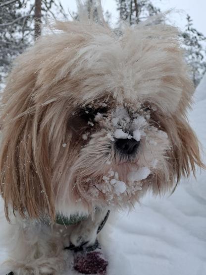 Snowy face of Vertti during winter