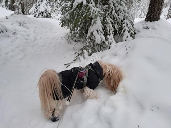 Vertti busily sniffing at snow