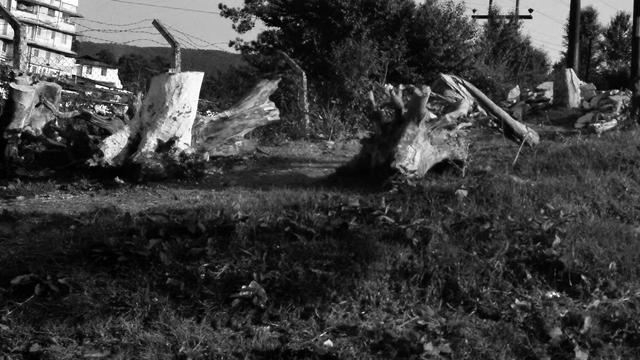 A monochrome image of a bunch of tree de-branched and de-rooted tree stumps laying on a grassy surface.