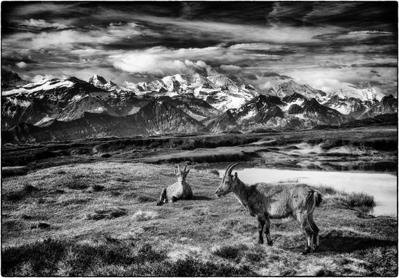 Schwarzweissfotografie von zwei Steinböcken vor dem Berner Alpenpanorama.