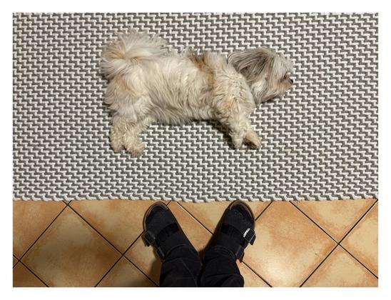 Foto im Querformat. Ein kleiner weißer Mischlingshund, an den Ohren grau, an schnauze, Rücken und Schwanz etwas bräunlich, liegt mittig seitlich auf einem Teppich und streckt die Beine von sich und schaut nach vorne. Er wird direkt von oben fotografiert. Der Teppich ist weiß und besteht aus kleinen verwobenen Rechtecken. Exakt im unteren Drittel des Bildes beginnt der hellbraune Fliesenboden, die quadratischen Fliesen sind 45 Grad gedreht. Unten mittig im Bild ragen meine Füße ins Bild. Schwarze Jeans, schwarze Socken und schwarze Sandaletten. Die Füße sind voneinander abgewinkelt.