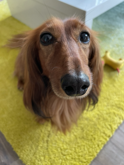 Das Bild zeigt ein langes, braunes Hundegesicht, das direkt in die Kamera blickt. Der Hund hat große, dunkle Augen und einen glänzenden schwarzen Nasenrücken. Seine Ohren sind lang und fallen nach unten, und sein Fell ist glatt und wellig. Der Hund sitzt auf einem leuchtend gelben Teppich, der einen kontrastreichen Hintergrund bietet. Im Hintergrund ist ein Teil eines weißen Möbelstücks zu sehen, und ein gelbes Spielzeug, das wie ein Bananenstück aussieht, liegt auf dem Boden. Der Teppich scheint weich und flauschig zu sein, und der Boden dahinter ist aus Holz.