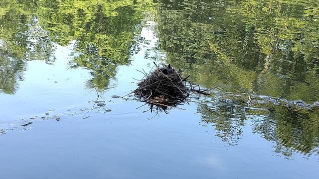 une poule d'eau sur son nid, dans une étendue d'eau