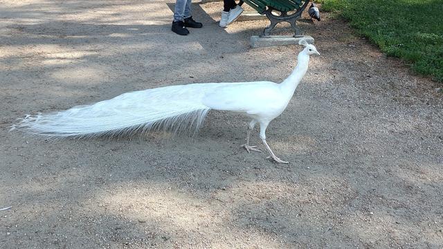 un paon blanc