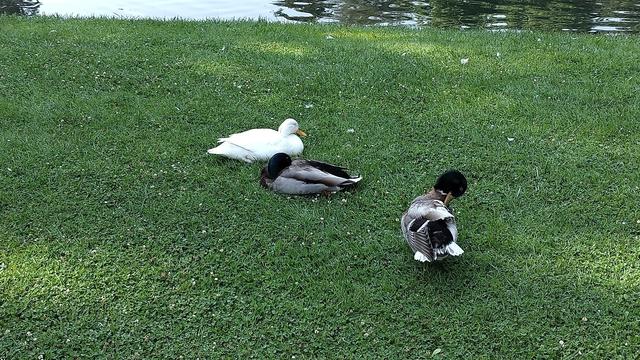 trois canards au bord de l'eau