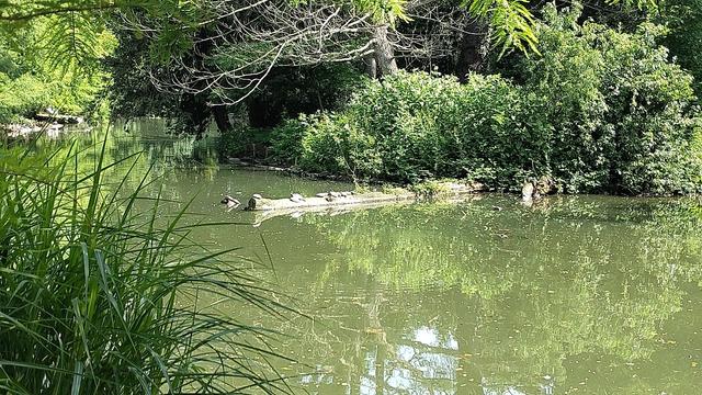 sur un tronc dans l'eau, des tortues prennent le soleil