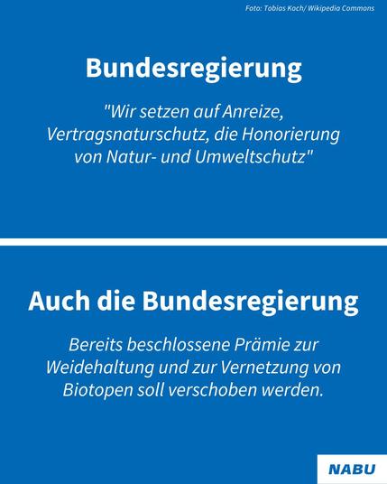 Bundesregierung
"Wir setzen auf Anreize, Vertragsnaturschutz, die Honorierung von Natur- und Umweltschutz"

Auch die Bundesregierung
"Bereits beschlossene Prédmie zur Weidehaltung und zur Vernetzung von Biotopen soll verschoben werden."

Foto: Tobias Koch/ Wikipedia Commons