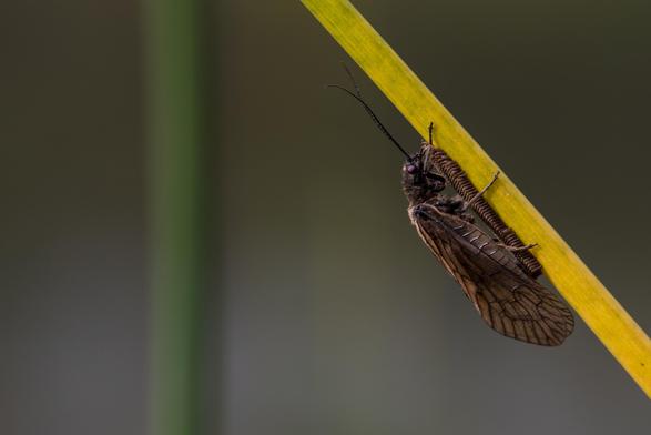 Schlammfliege bei der Brutpflege...