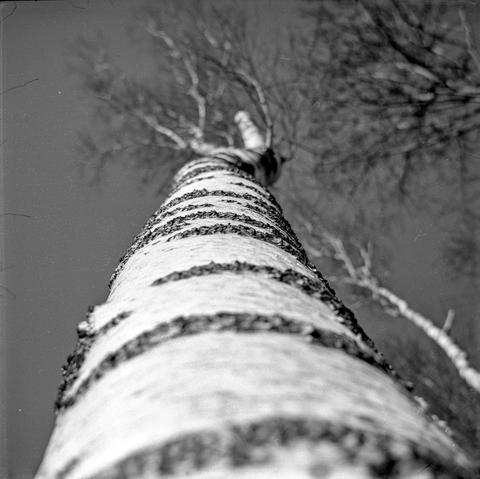 This is a black-and-white photograph taken from a dramatic low-angle perspective, looking up the trunk of a birch tree. The white bark with characteristic dark horizontal markings and rough texture is clearly visible, creating a strong visual contrast. The focus is on the lower part of the trunk, which appears sharp, while the upper part and the branches become increasingly blurred, emphasizing depth. The background consists of a dark sky and out-of-focus, leafless branches, suggesting it was taken in winter or early spring. The image has a classic, almost timeless quality, likely captured on film