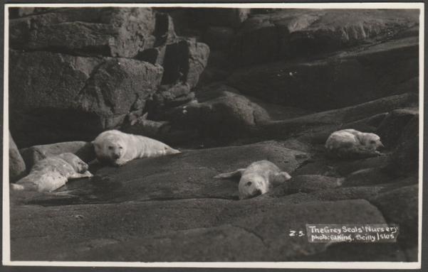 Monochrome real photographic postcard showing a view of a grey seal nursery on the Isles of Scilly.

Published by T.W. Adams, Chemist, Isles of Scilly, C. King's Neptune Series, No Z.5., c.1930s.

Postally unused.

Excellent condition, with minimal corner bumps.