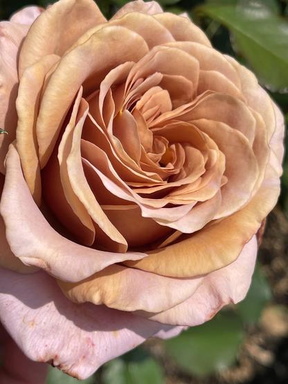 A pink/lilac and beige rose