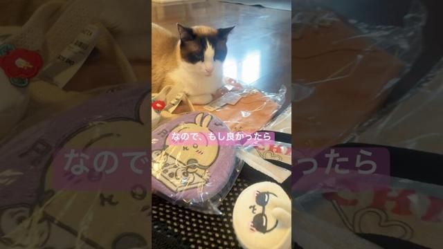 ちいかわグッズとセットで付いてくる猫  #猫のいる暮らし #shorts