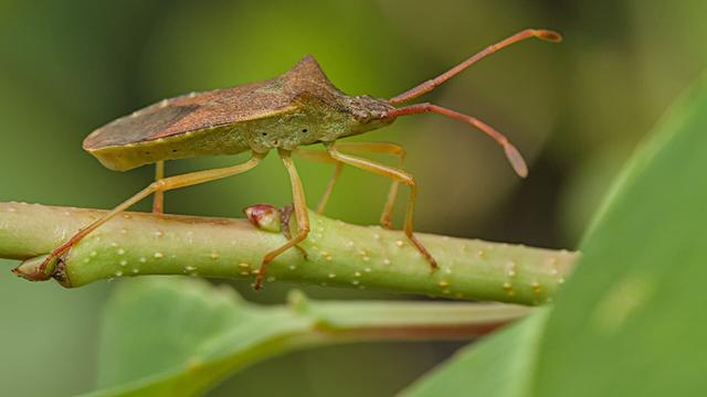 Smalle randwants - Gonocerus acuteangulatus