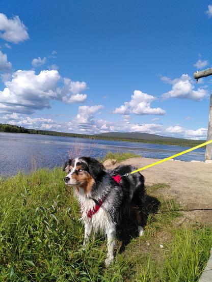 Ein See, ein paar Hügel, blauer Himmel mit ein paar Wolken im Hintergrund. Im Vordergrund am Ufer mit Gras ein dreifarbiger Hund an einer gelben Leine.