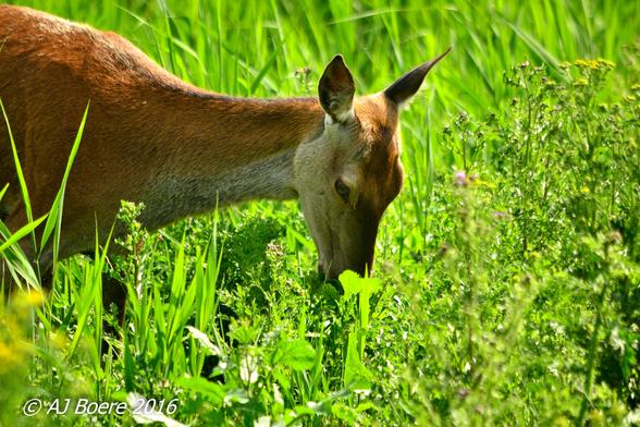 The red deer is the fourth-largest extant deer species, behind the moose, elk, and sambar deer. It is a ruminant, eating its food in two stages and having an even number of toes on each hoof, like camels, goats, and cattle. European red deer have a relatively long tail compared with their Asian and North American relatives. Subtle differences in appearance are noted between the various subspecies of red deer, primarily in size and antlers, with the smallest being the Corsican red deer found on the islands of Corsica and Sardinia and the largest being the Caspian red deer (or maral) of Asia Minor and the Caucasus Region to the west of the Caspian Sea.

The deer of central and western Europe vary greatly in size, with some of the largest deer found in the Carpathian Mountains in Central Europe Western European red deer, historically, grew to large size given ample food supply (including people's crops), and descendants of introduced populations living in New Zealand and Argentina have grown quite large in both body and antler size. Large red deer stags, like the Caspian red deer or those of the Carpathian Mountains, may rival North American elk in size. Female red deer are much smaller than the males