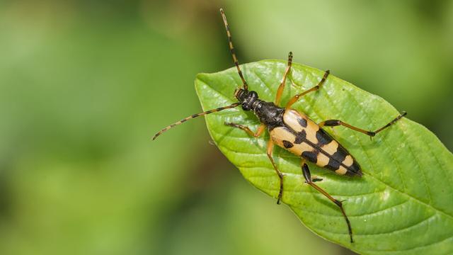 Geringelde smalboktor - Rutpela maculata