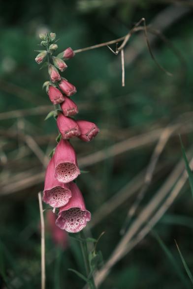 A close up shot of a foxglove. It has numerous flowers, at all stages of development: from buds to large and wide open flowers. Behind it, grass and sticks are blurred out.