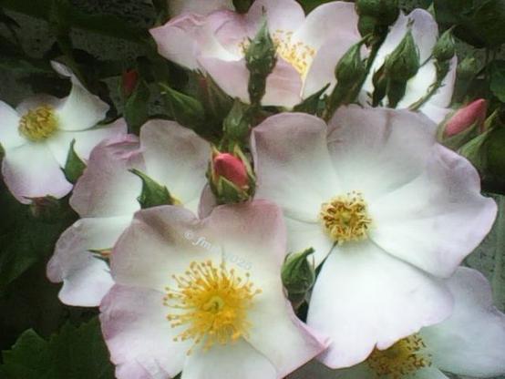 Fleurs de rose blanches, boutons de rose rouges et verts