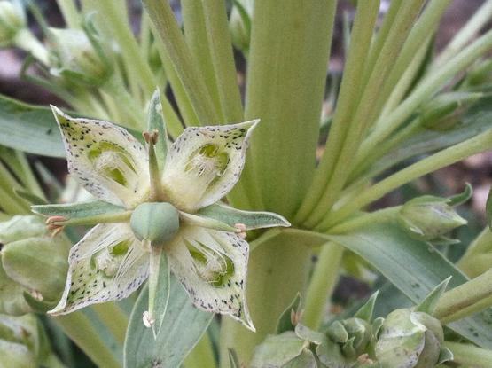 A light green and white flower with four pointed petals and four stamen with four pointed leaves in line with the stamen where the petals divide and with cream-colored fuzzy tufts of fibers with each petal. The hearty stalk in the same shared of green is visible, along with several buds yet to open.