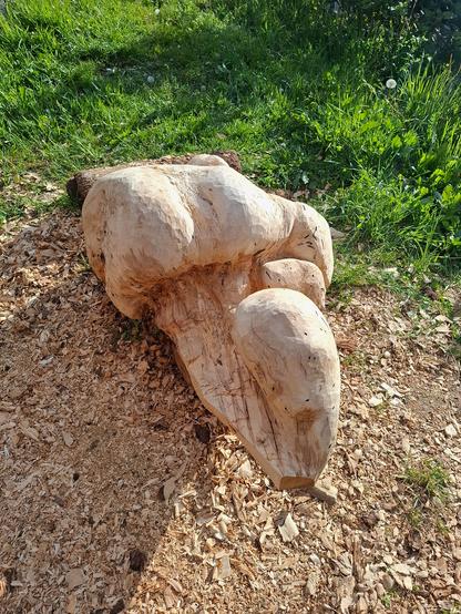 Roughly carved wooden sculpture made from a large spruce burl, placed on a bed of wood chips outdoors. The sculpture has organic, bulbous forms with rounded protrusions, reflecting the natural irregularity of the burl. Tool marks from carving are visible on the light-colored wood surface, and numerous small dark holes or spots, likely natural imperfections or insect marks, are scattered across the sculpture. Green grass borders the woodchip-covered work area. The sculpute has interesting shapes in the form of a breeding bird.