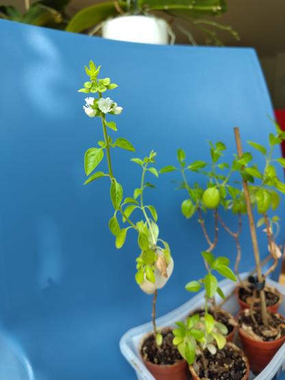 Photo of some tall thin basil plants, sat on a blue chair. The nearest plant has some little white flowers near the top.